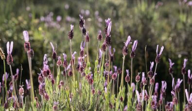 lavanda