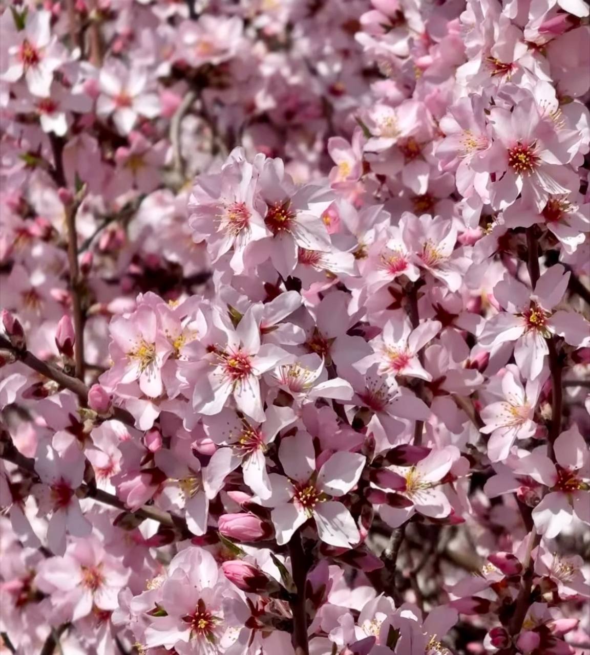 Aceites esenciales para la alergia: cuáles usar y cómo aliviar los síntomas de forma natural